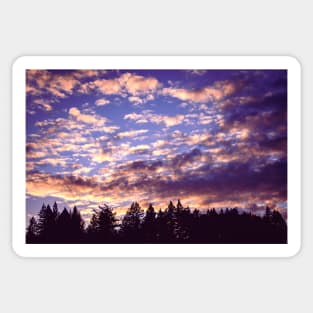 Sunset clouds and redwood trees Sticker